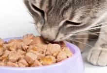 Marcas de alimento húmedo para gato (Foto de internet)