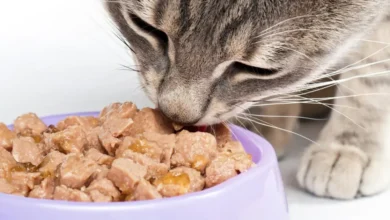 Marcas de alimento húmedo para gato (Foto de internet)
