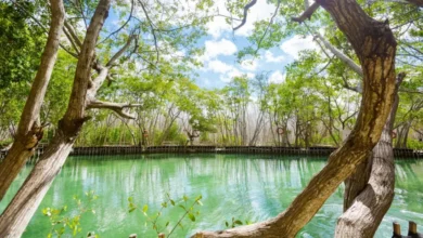 El Corchito en Yucatán: cómo llegar y qué hacer (Foto de Shutterstock)