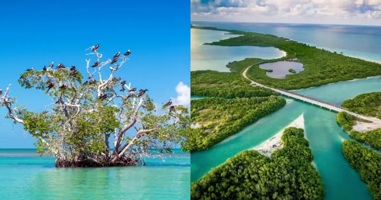 Reserva de Sian Ka'an: cómo llegar y qué hacer (Fotos de internet)