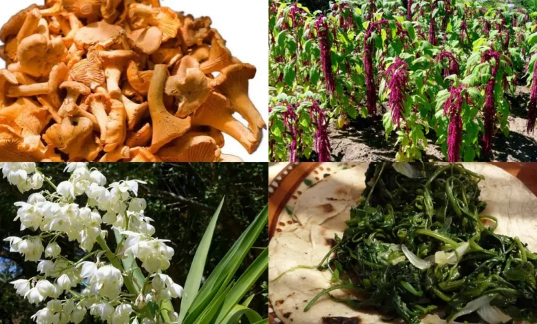 Hongos, quelites y flores la revolución de la recolección gourmet (Foto DGCS UNAM, fungogourmet, México Desconocido, Animal Gourmet)