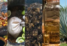 La armonía del agave destilados artesanales en la mesa gourmet (Fotos Mariana CastilloFood & Wine en Español, Wikipedia, Cortesía, Visita Puerto Vallarta y Oaxaca Mezcal)