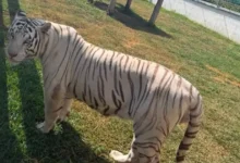 Más de 130 animales fueron identificados por Profepa en Tamaulipas