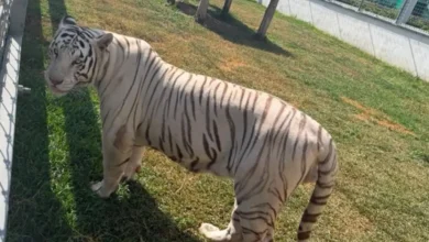 Más de 130 animales fueron identificados por Profepa en Tamaulipas