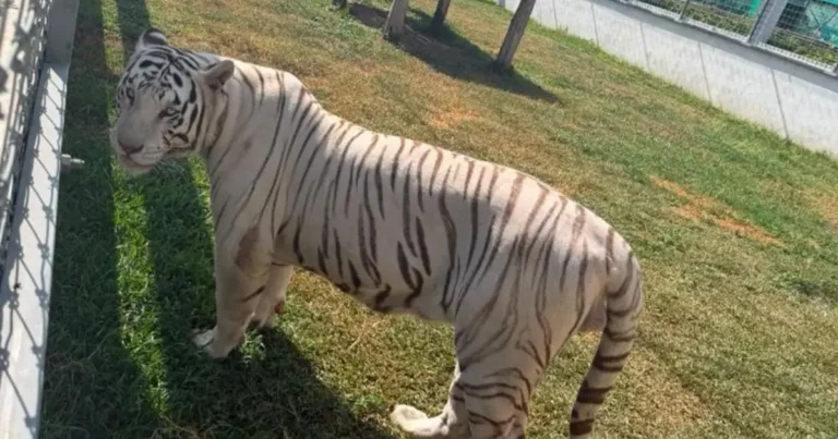 Más de 130 animales fueron identificados por Profepa en Tamaulipas