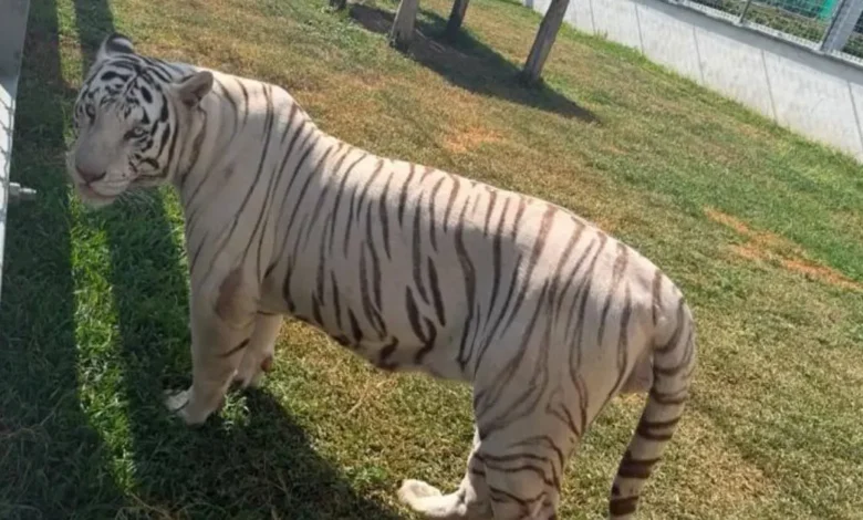 Más de 130 animales fueron identificados por Profepa en Tamaulipas