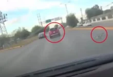 piden justicia por maltrato animal, avientan de un vehículo en movimiento a un gato