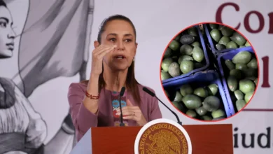 sheinbaum busca reactivar exportaciones de aguacate con reunión entre méxico y estados unidos