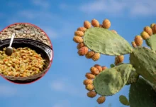 viejitas de guanajuato el platillo tradicional de pénjamo que transforma tunas secas en un guisado