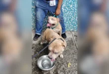 bomberos de veracruz rescatan a siete perros durante incendio en una vivienda