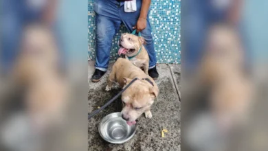 bomberos de veracruz rescatan a siete perros durante incendio en una vivienda