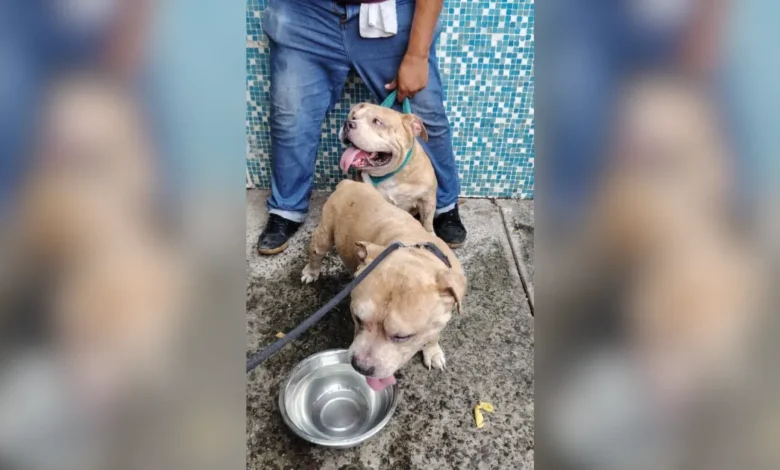 bomberos de veracruz rescatan a siete perros durante incendio en una vivienda