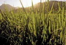 hongos y plagas complican panorama para la zafra de caña en veracruz