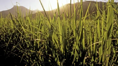 hongos y plagas complican panorama para la zafra de caña en veracruz