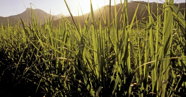 hongos y plagas complican panorama para la zafra de caña en veracruz