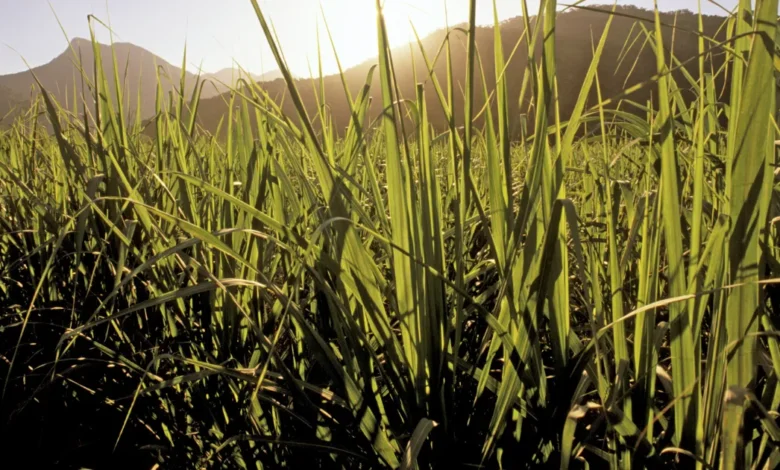 hongos y plagas complican panorama para la zafra de caña en veracruz