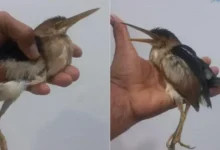 rescatan en veracruz a un avetoro americano, especie migratoria amenazada