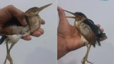 rescatan en veracruz a un avetoro americano, especie migratoria amenazada