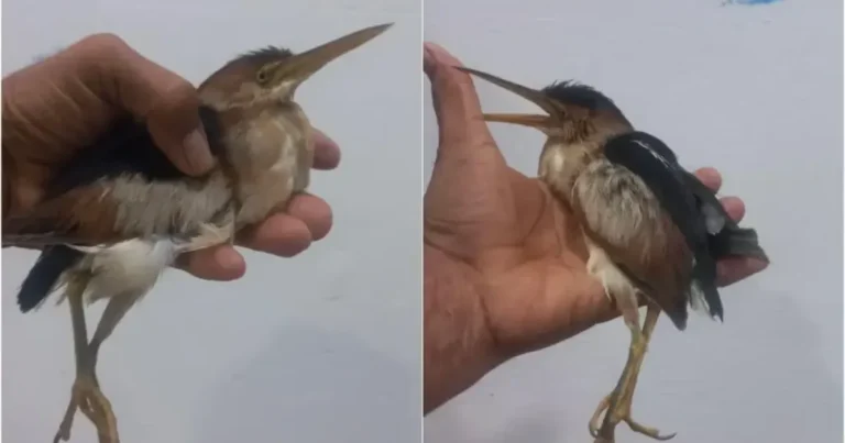 rescatan en veracruz a un avetoro americano, especie migratoria amenazada