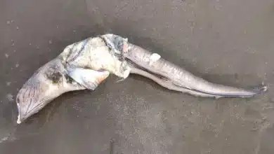 turistas encuentran extraño ejemplar marino muerto en playa mocambo