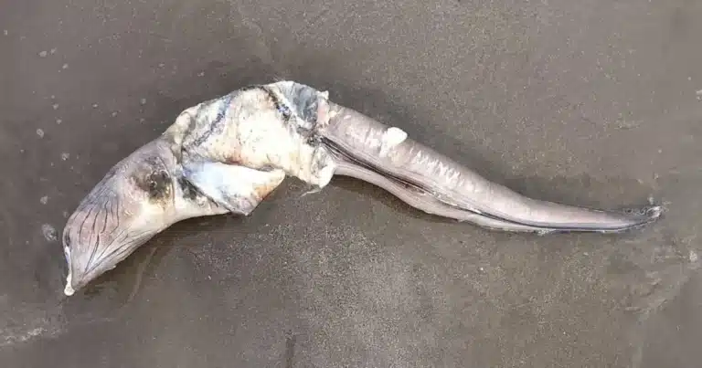 turistas encuentran extraño ejemplar marino muerto en playa mocambo