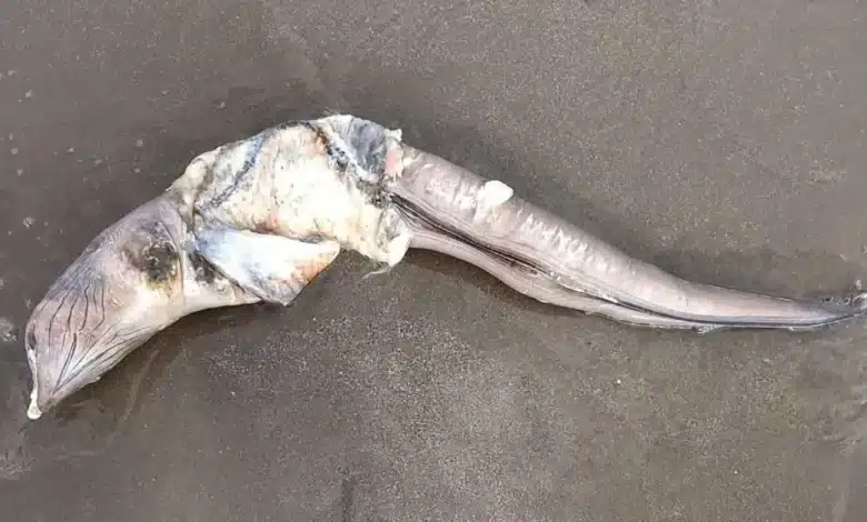 turistas encuentran extraño ejemplar marino muerto en playa mocambo