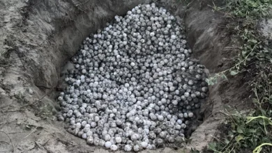 detienen a persona con mil 800 huevos de tortuga