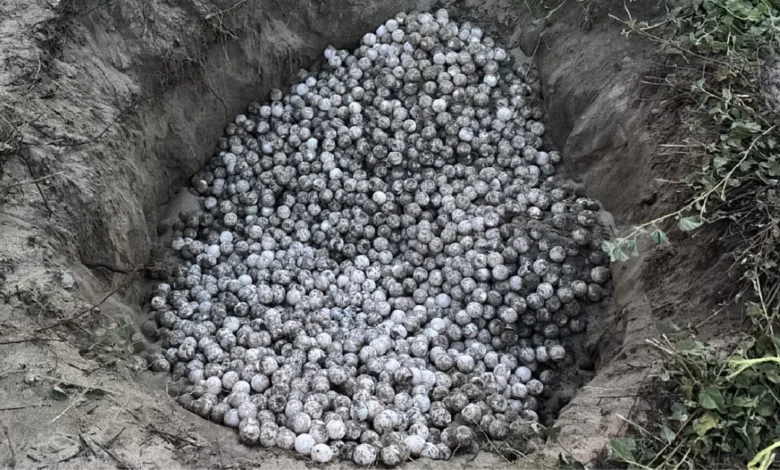 detienen a persona con mil 800 huevos de tortuga