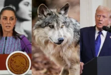 Lobo mexicano: Sheinbaum pide coordinación con USA para su protección (Fotos de internet)