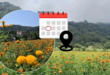 3 municipios de veracruz para visitar campos de cempasúchil
