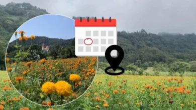 3 municipios de veracruz para visitar campos de cempasúchil