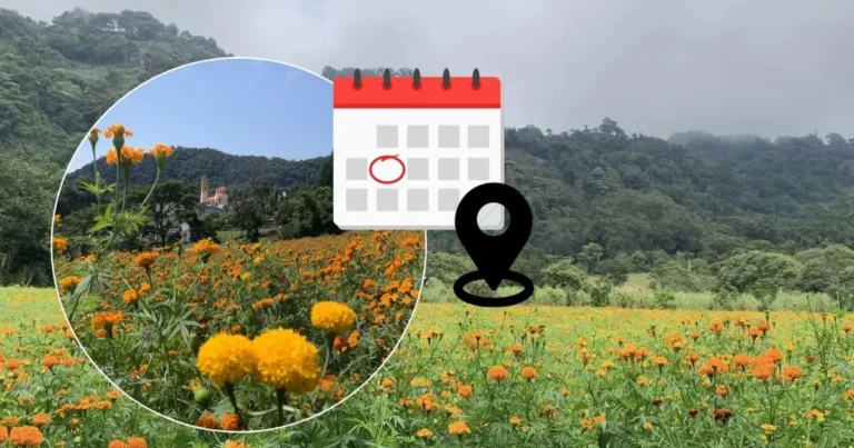 3 municipios de veracruz para visitar campos de cempasúchil