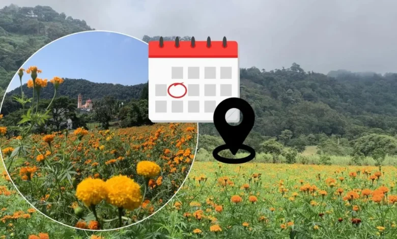 3 municipios de veracruz para visitar campos de cempasúchil