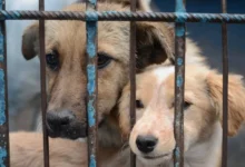 Maltrato animal en Veracruz: aprueban penas mayores (Foto de internet)