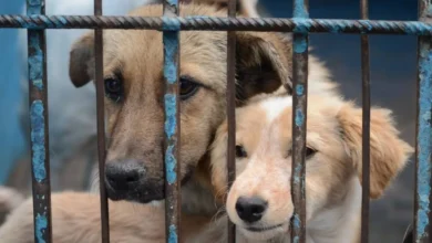 Maltrato animal en Veracruz: aprueban penas mayores (Foto de internet)