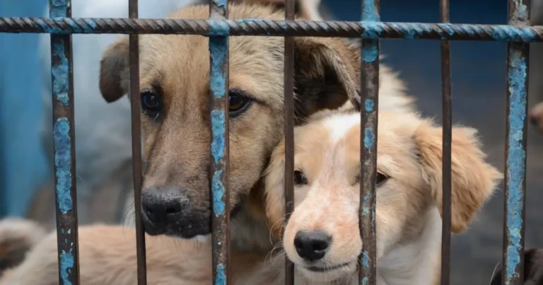 Maltrato animal en Veracruz: aprueban penas mayores (Foto de internet)