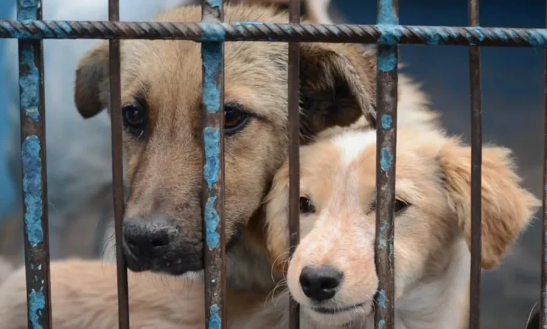 Maltrato animal en Veracruz: aprueban penas mayores (Foto de internet)