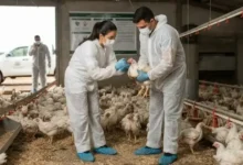 enfermedad de newcastle en brasil enciende alertas en méxico