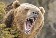 Hombre sobrevive a ataque de oso pardo