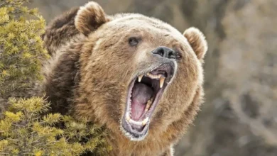 Hombre sobrevive a ataque de oso pardo