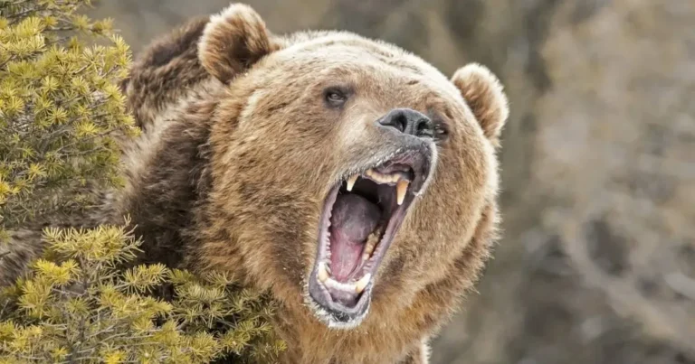 Hombre sobrevive a ataque de oso pardo