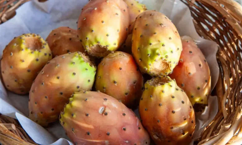 tuna mexicana el fruto que conquistó sicilia y se llama fico d’india